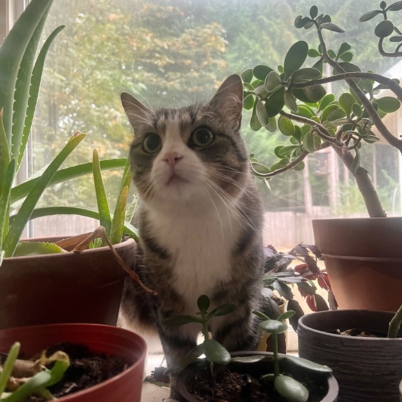 Pet friendly home - Picture 12 of 16